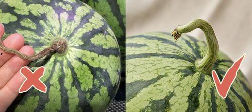 吃瓜网香港,揭秘娱乐圈幕后故事，带你领略港式娱乐魅力